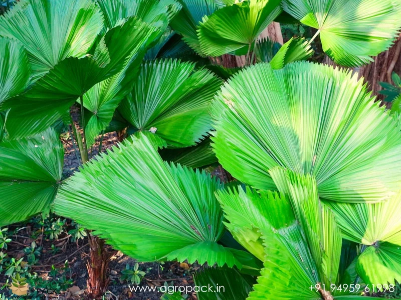 Licuala-grandis-Ruffled-Fan-Palm3
