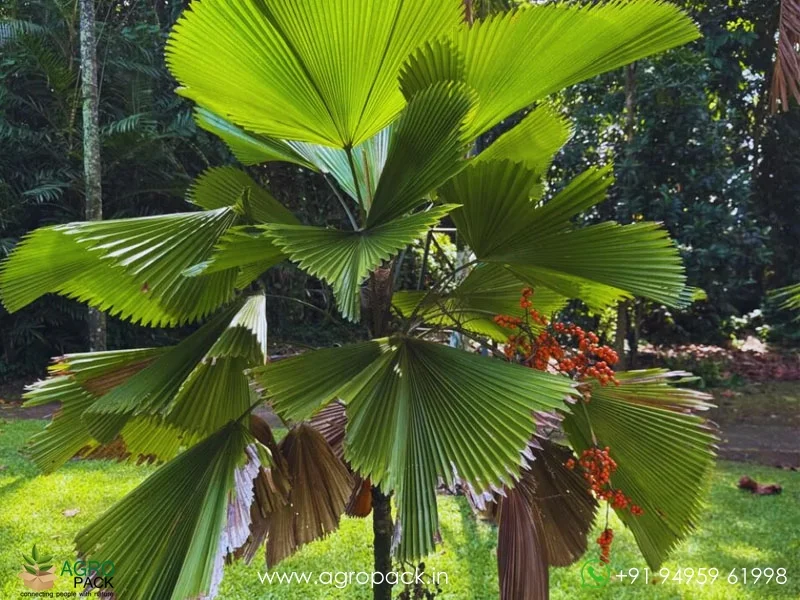 Licuala-grandis-Ruffled-Fan-Palm4