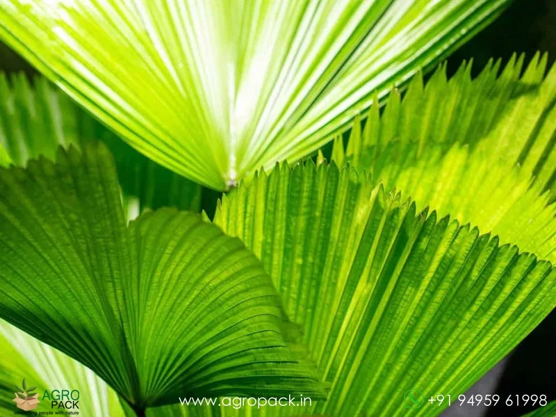 Licuala-grandis-Ruffled-Fan-Palm5