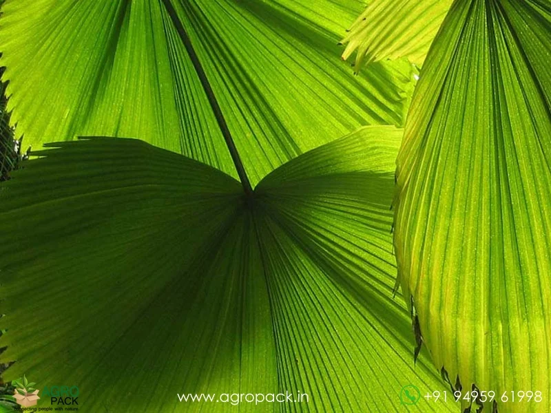 Licuala-grandis-Ruffled-Fan-Palm6