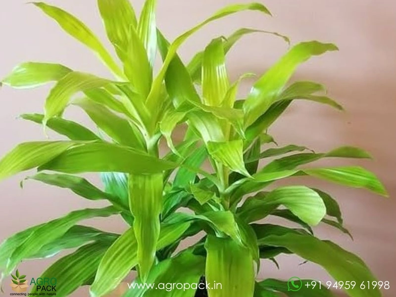 Limelight-Dracaena2