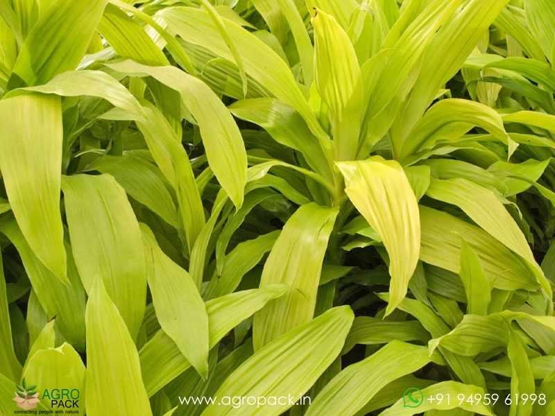 Limelight-Dracaena4