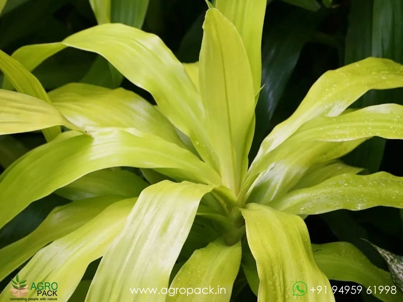 Limelight-Dracaena5