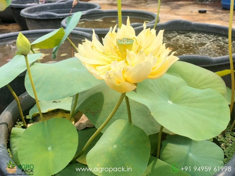 Linting-Chun-Ai-lotus1
