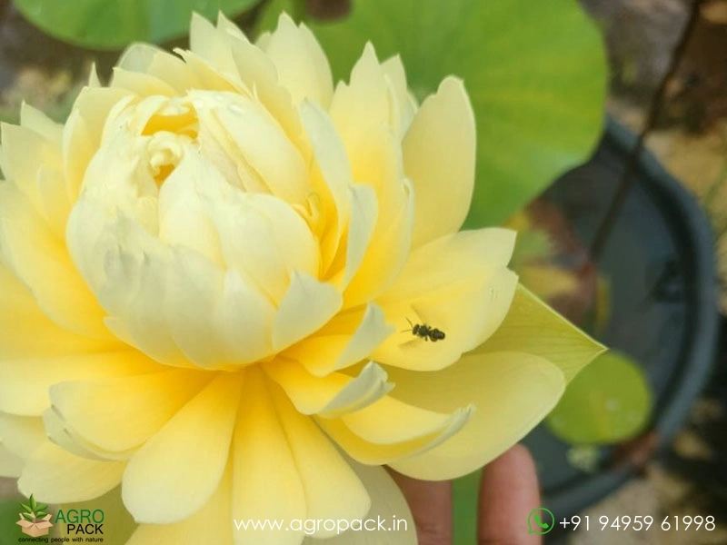 Linting-Chun-Ai-lotus3