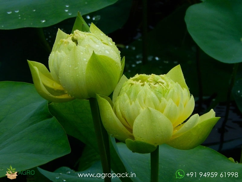 Linting-Chun-Ai-lotus5