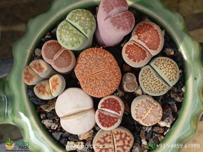 Lithops-Living-Stones1