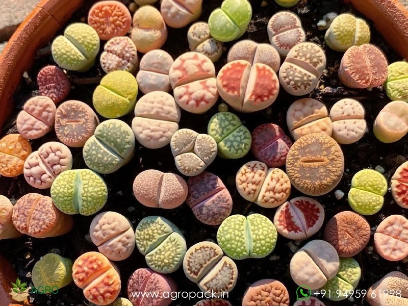 Lithops-Living-Stones2