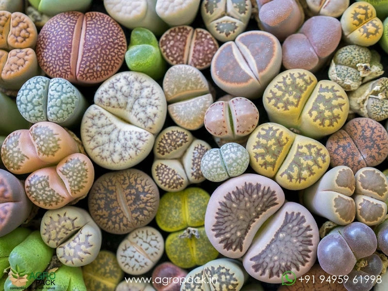 Lithops-Living-Stones3