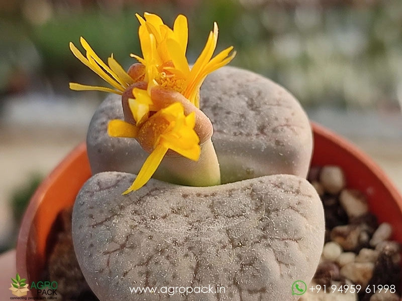 Lithops-Living-Stones4