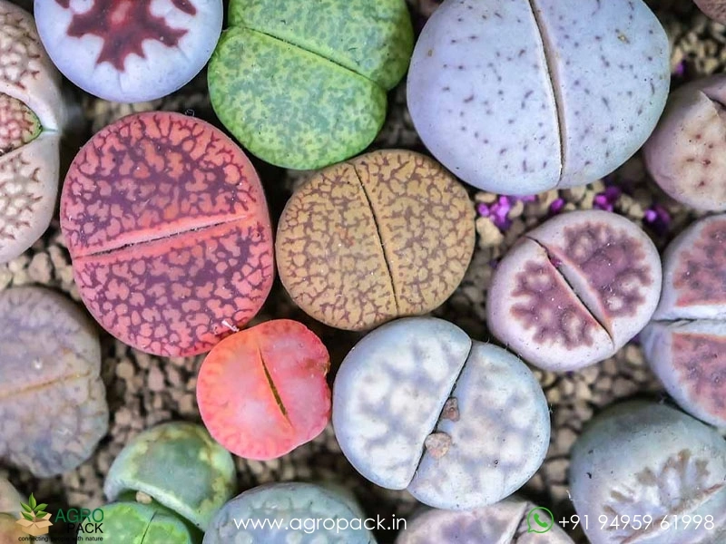 Lithops-Living-Stones5
