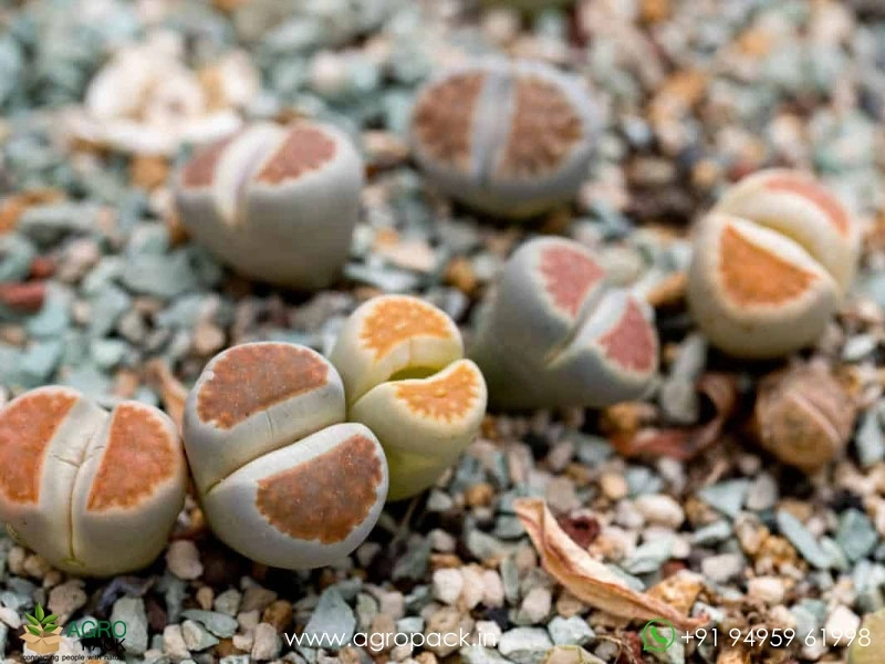 Lithops-Living-Stones6