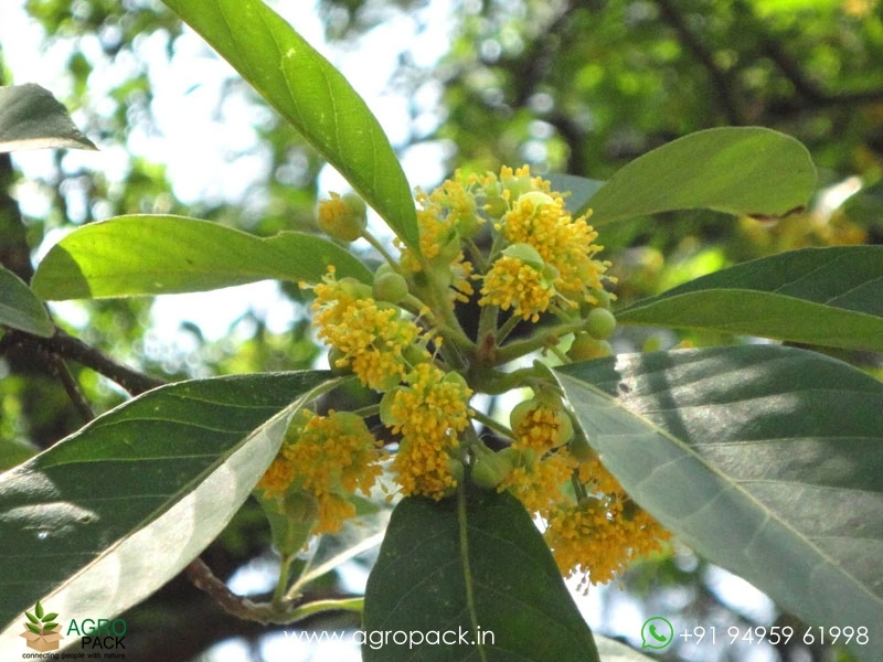 Litsea-glutinosa1