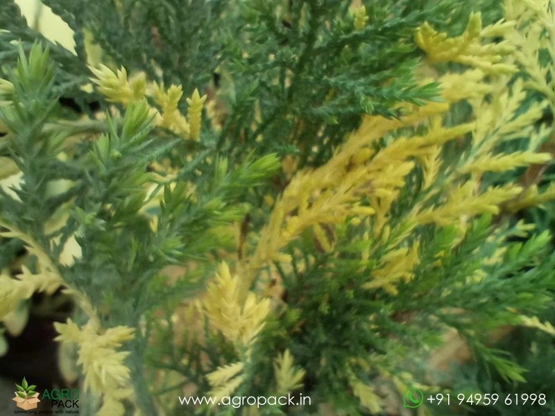 London-Pine-Variegated1