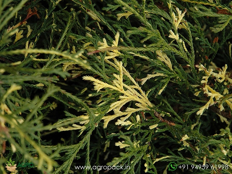 London-Pine-Variegated3