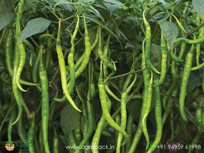 Long-Chilli1