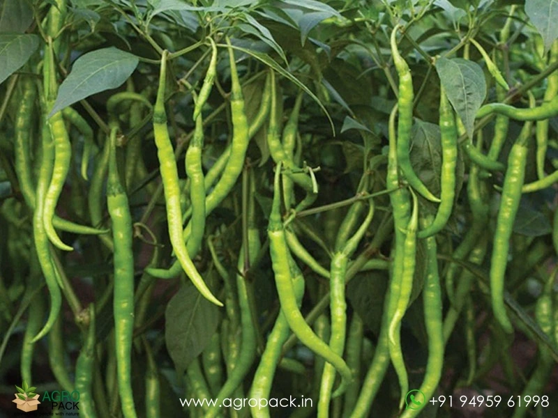 Long-Chilli1