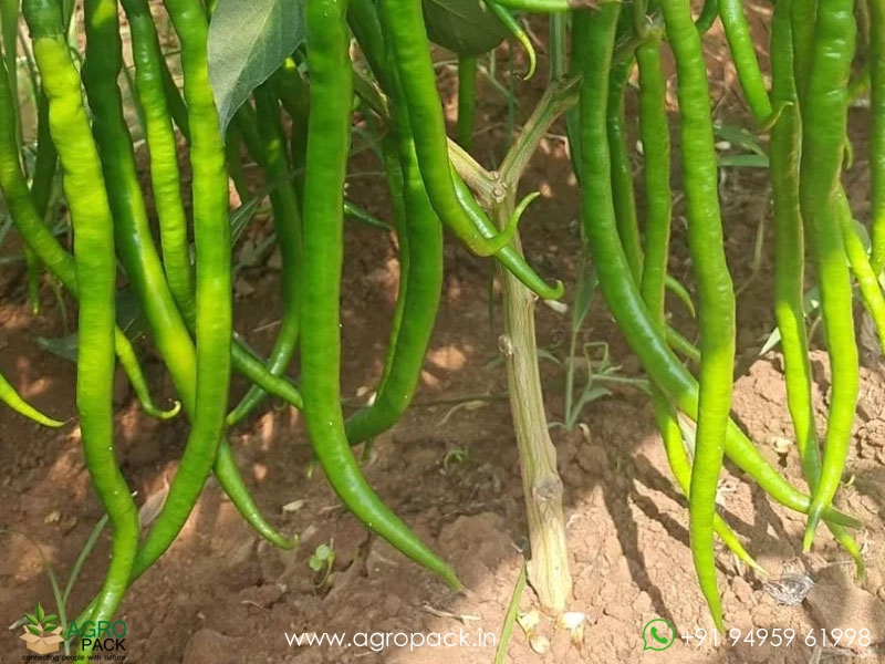 Long-Chilli2