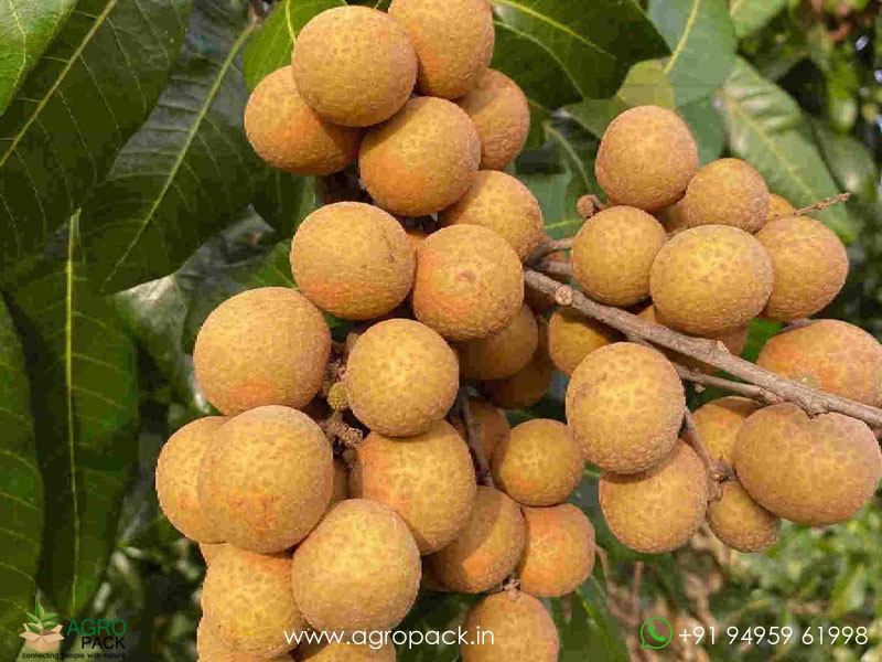 Longan1