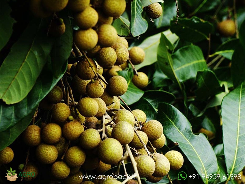 Longan2