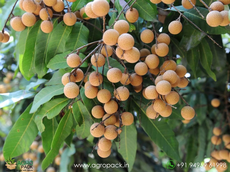 Longan3