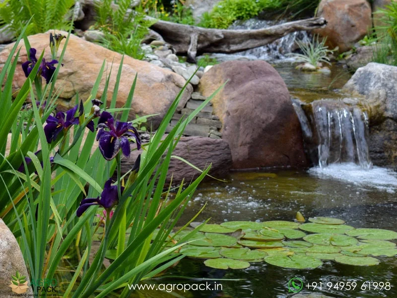 Louisiana-Iris-Black-Gamecock1