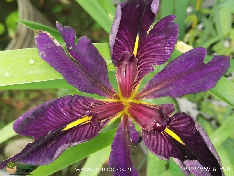 Louisiana-Iris-Black-Gamecock3