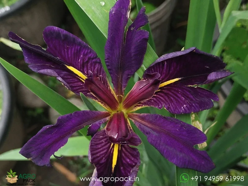 Louisiana-Iris-Black-Gamecock4