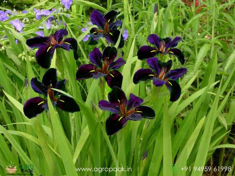 Louisiana-Iris-Black-Gamecock5