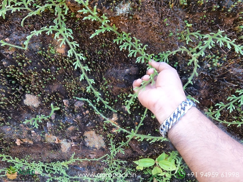 Lycopodium-Clavatum-Fern1