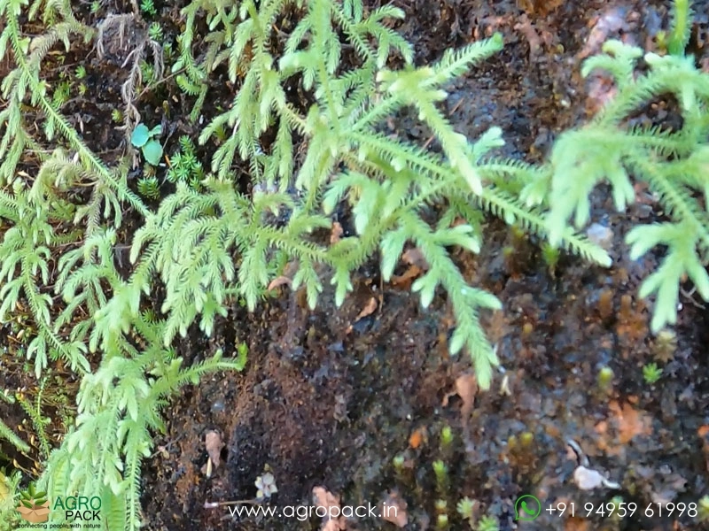 Lycopodium-Clavatum-Fern2