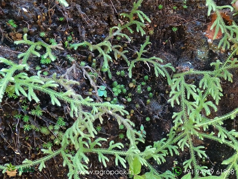 Lycopodium-Clavatum-Fern3