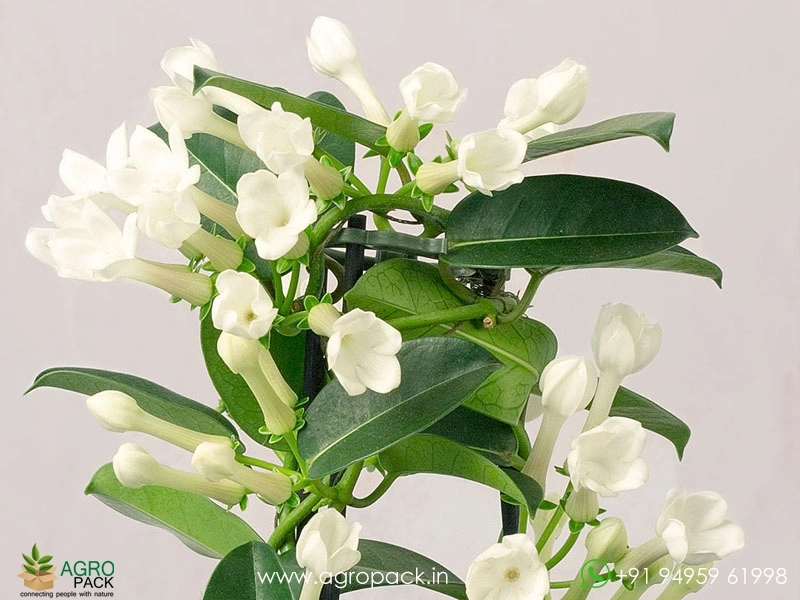Madagascar-Jasmine1