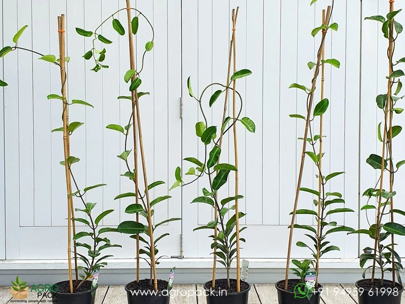 Madagascar-Jasmine2