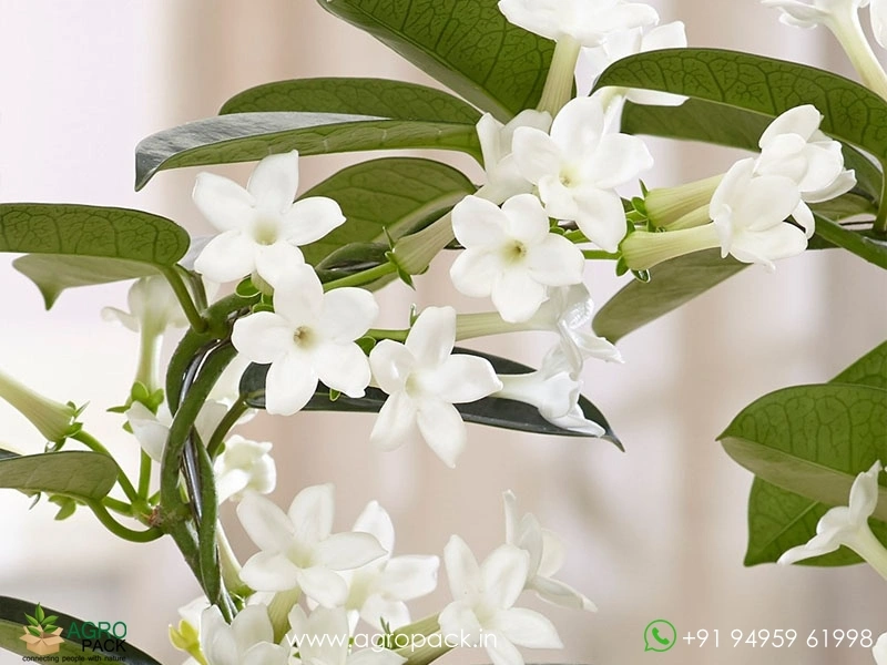 Madagascar-Jasmine3