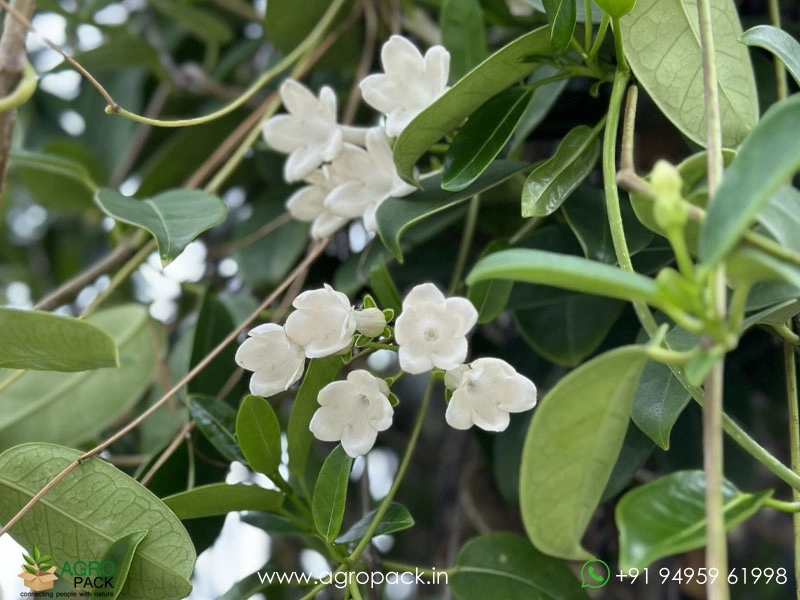 Madagascar-Jasmine4