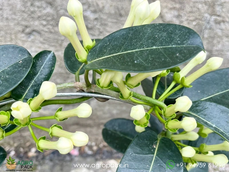 Madagascar-Jasmine5