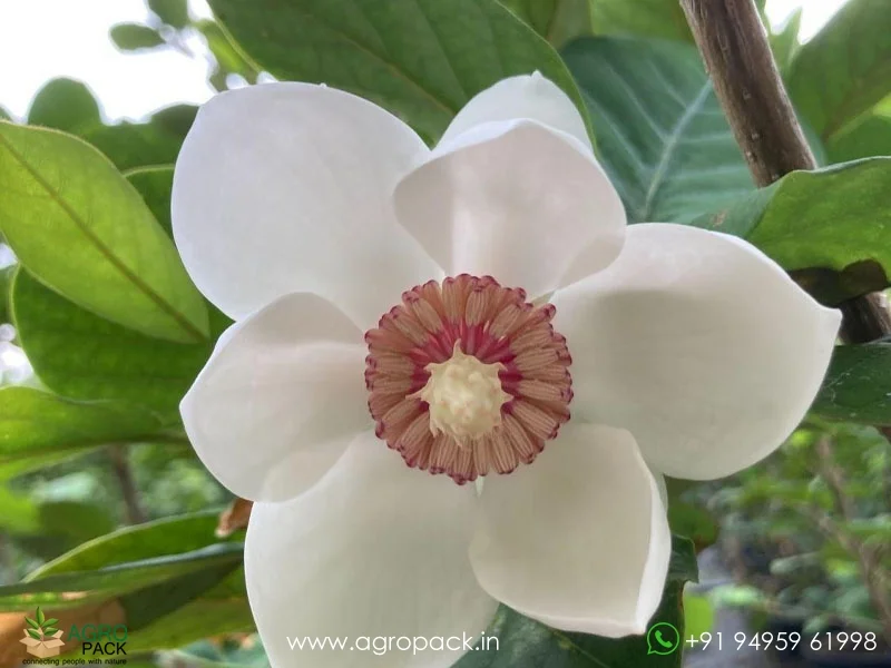 Magnolia-White-Champaca1