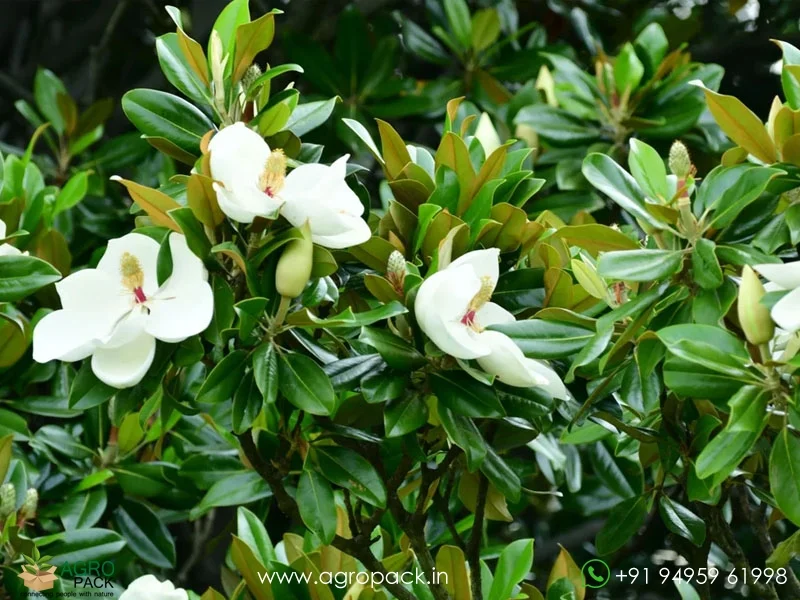 Magnolia-White-Champaca3