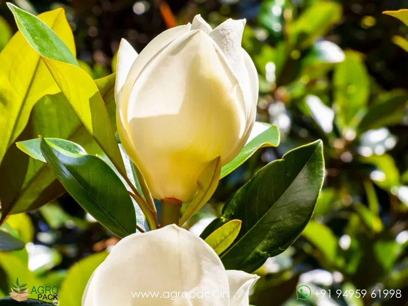 Magnolia-White-Champaca5