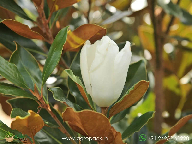 Magnolia-White-Champaca6