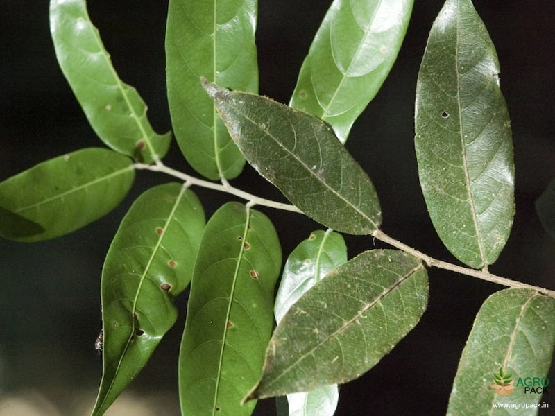 Malabar-Ironwood2