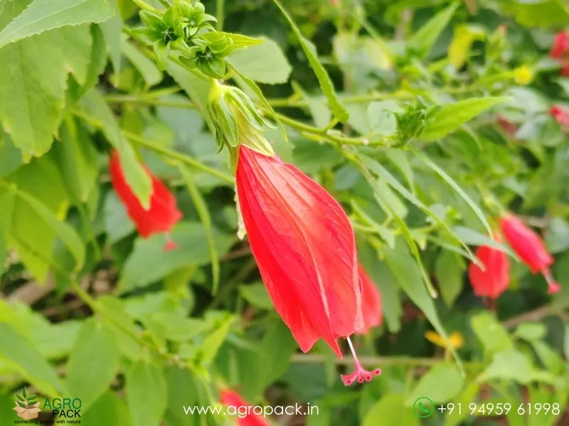 Malvaviscus-penduliflorus-Mexican-Turks-Cap-Hibiscus1