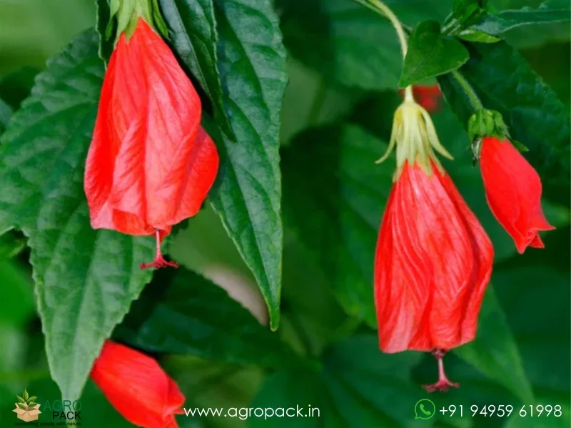 Malvaviscus-penduliflorus-Mexican-Turks-Cap-Hibiscus3