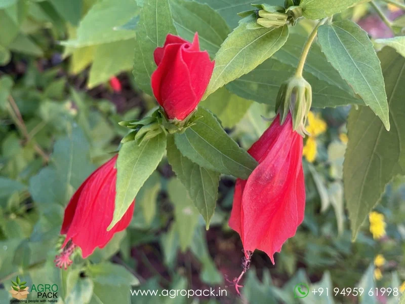 Malvaviscus-penduliflorus-Mexican-Turks-Cap-Hibiscus4