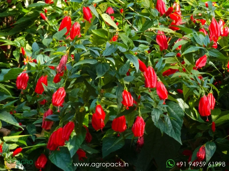 Malvaviscus-penduliflorus-Mexican-Turks-Cap-Hibiscus5