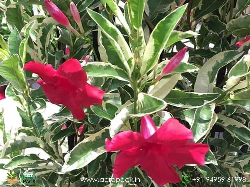 Mandevilla-Variegated-Red1