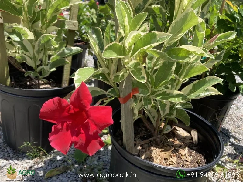 Mandevilla-Variegated-Red2