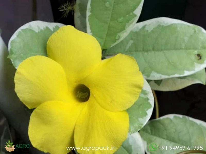 Mandevilla-Variegated-Yellow1