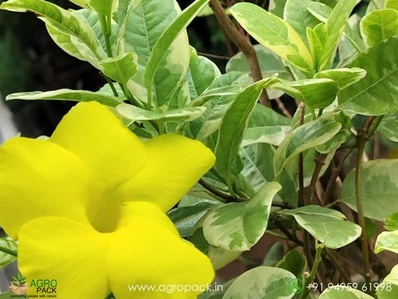 Mandevilla-Variegated-Yellow2